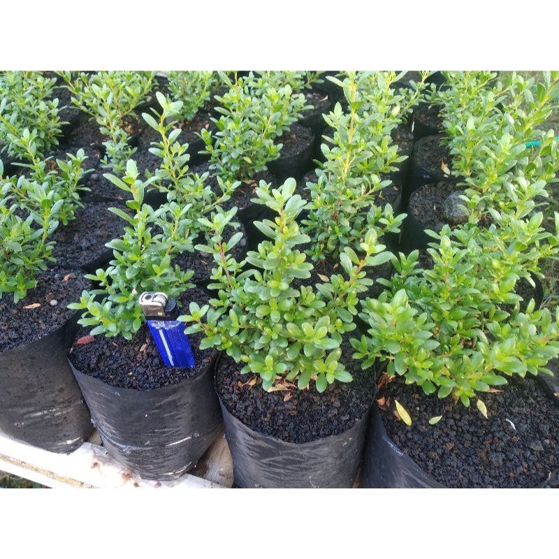 Bibit santigi mawar  mikro super , dari semai biji. Edisi khusus, Murah berkualitas