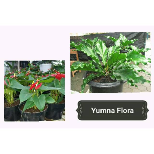 Promo Paket 2 Tanaman hias Anthurium - Anthurium bunga cantik-Gelombang Cinta