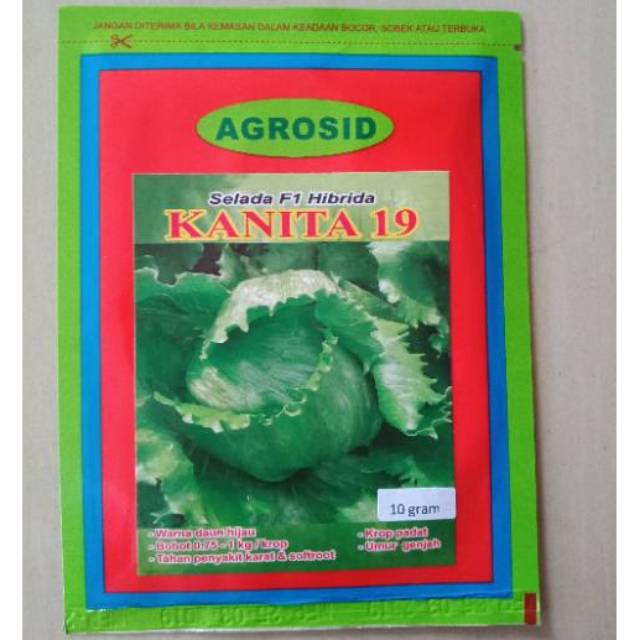 Benih Selada Krop KANITA-19 F1 isi 10 gram Bibit Lettuce Head Hibrida Agrosid Iceberg