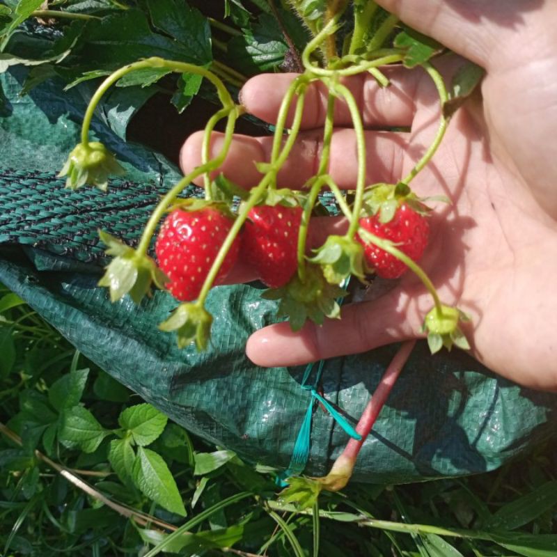 

5 bibit stroberry California buah besar