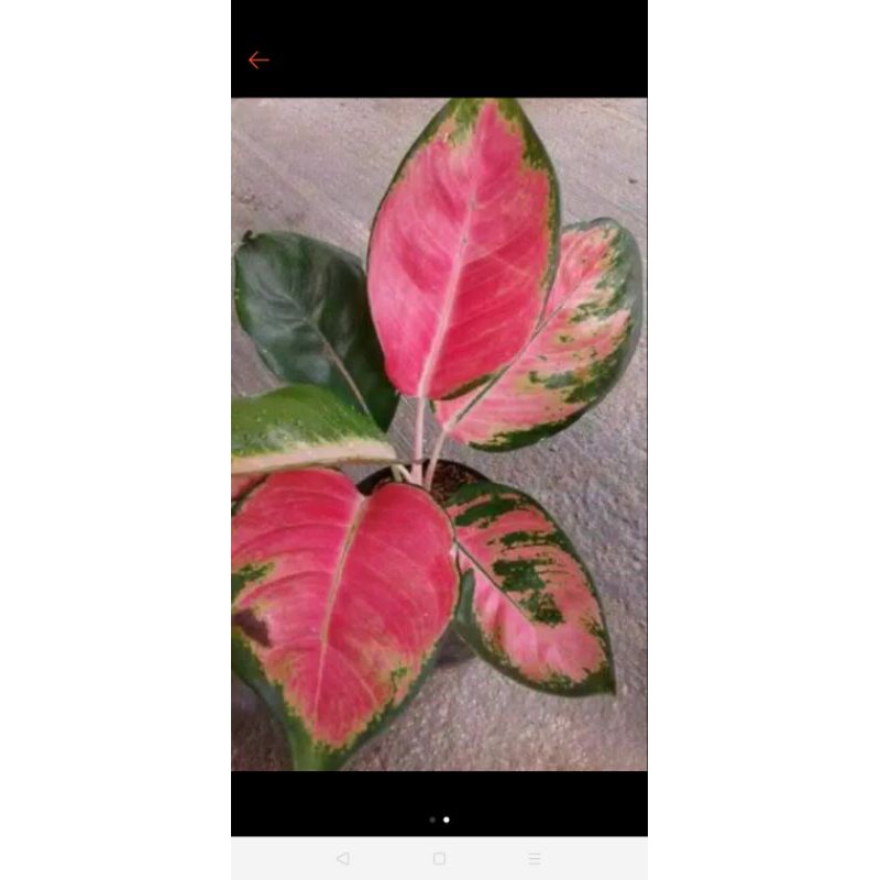 Aglonema Red kocin , usia remaja,warna merah cantik