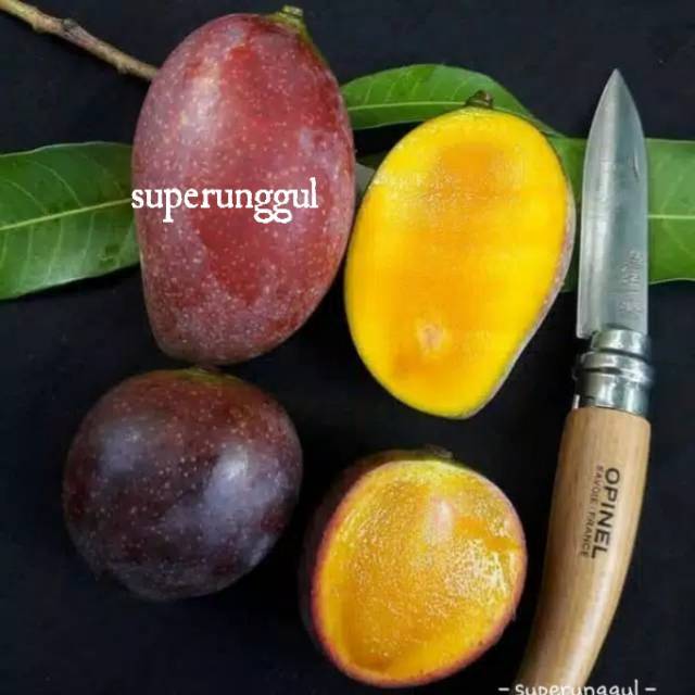 Mangga kasturi Superunggul