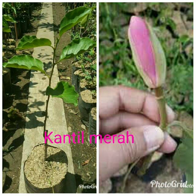 Jual Tanaman Bunga Kantil Merah Shopee Indonesia