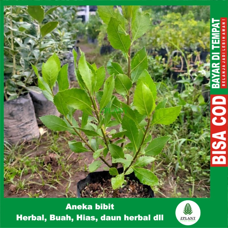 Bibit Tanaman Beluntas Pohon Beluntas Tanaman Daun Beluntas Bibit Daun Beluntas Lenabeau Lematosa