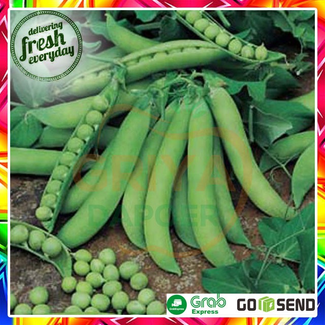 

KACANG KAPRI - 100 GRAM