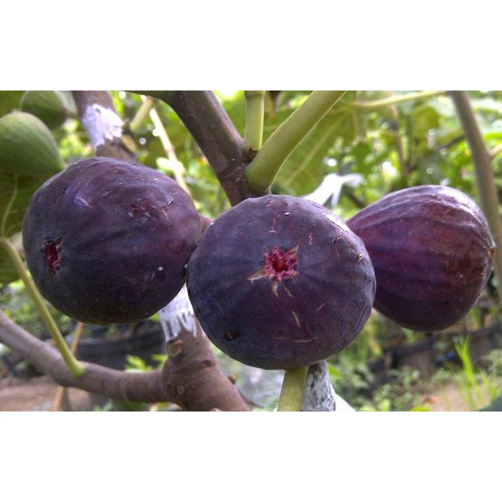 BIBIT TANAMAN BUAH TIN PURPPLE JORDAN 30CM KW+