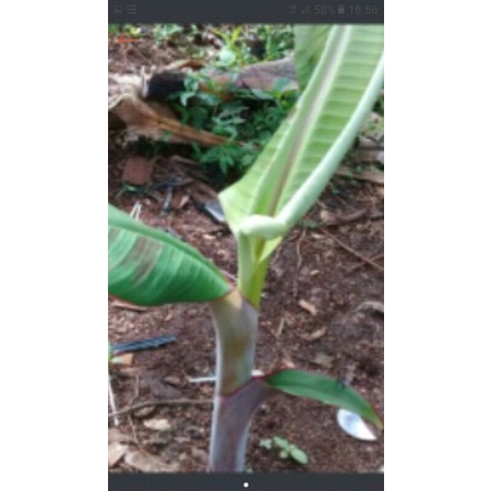 bibit pohon pisang tanduk