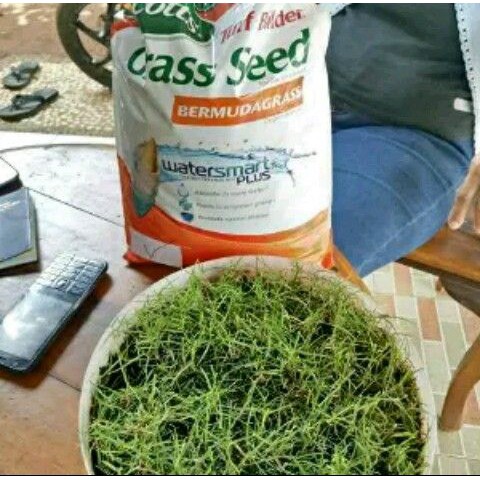 benih biji rumput untuk taman / lapangan sepak bola