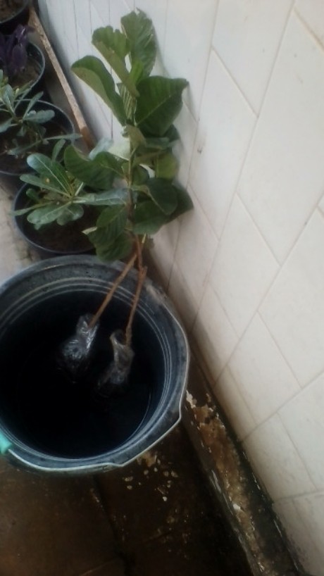 Bibit Jambu Kristal Siap Berbuah Dan Murah Banget