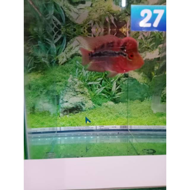 Ikan lohan srd 27 uk 08-10cm (3jari)