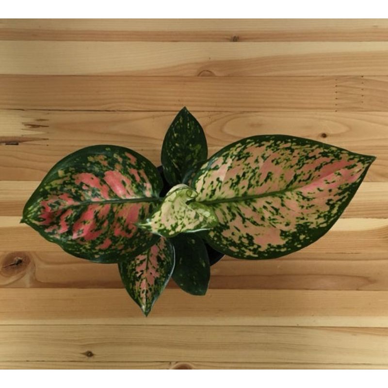 tanaman hias aglaonema pink ruby/aglonema pink ruby/aglaonema ruby