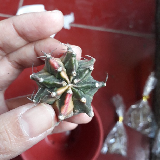 Kaktus Milo Starfire Gymno Gymnocalycium Mihanovichii Miha Var Variegata Indukan