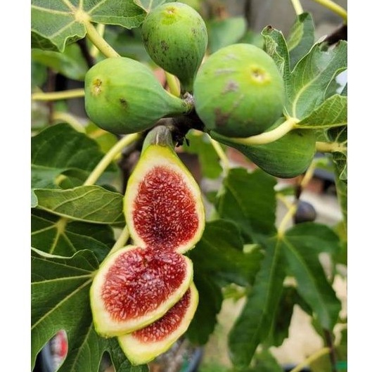 bibit buah tin cangkok jenis langka CDDB