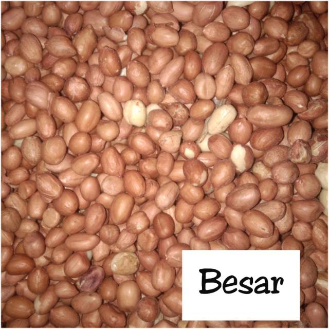 

Kacang Tanah/ Kacang Sambel MENTAH