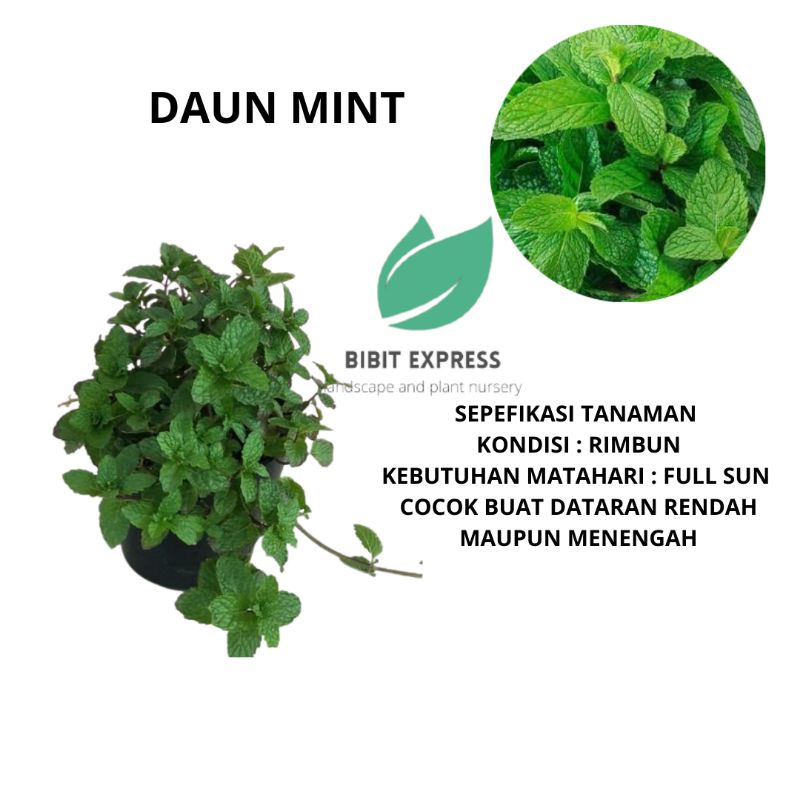 Tanaman Daun mint /Bibit Daun mint / Tanaman Herbal mint