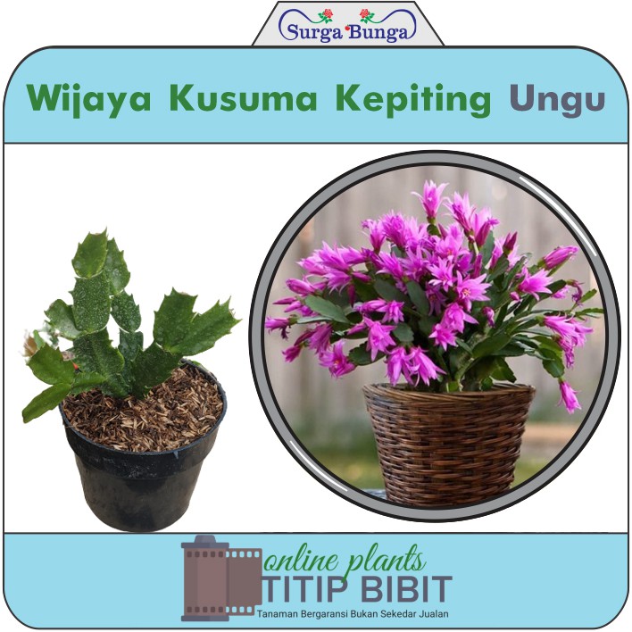 Wijaya Kusuma Kepiting Ungu Tanaman Hias Berbunga