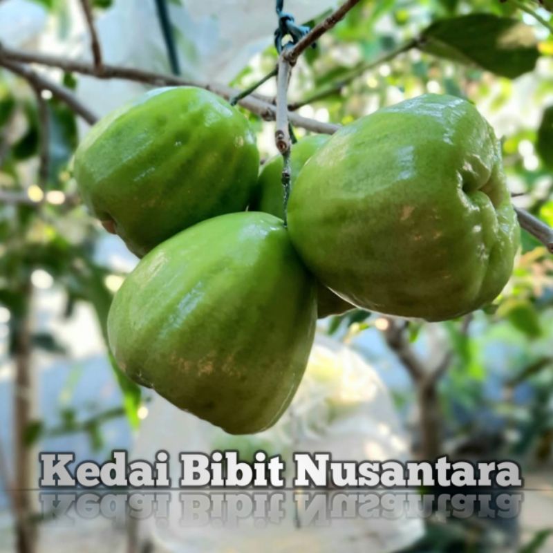 Bibit Jambu Air Cincalo Hijau