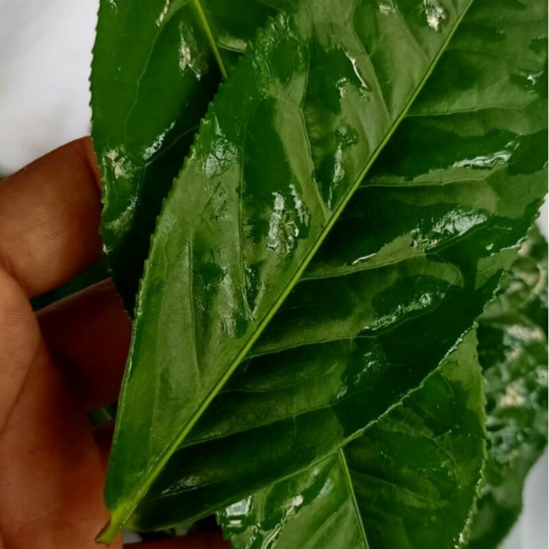 

jual daun teh hijau segar fress dadakan