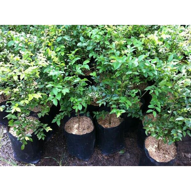 BIBIT TANAMAN BUAH JABOTICABA PRECO PRECOCIOUS HYBRID SUPER SELLER