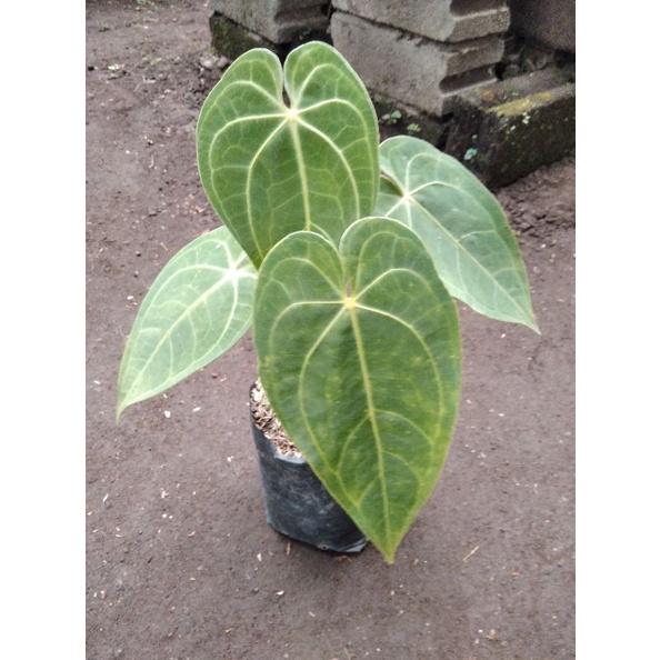 anthurium magnificum verde tanaman hias kuping gajah murah