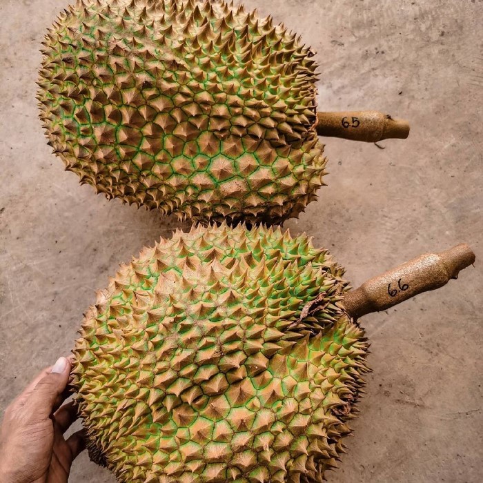 Bibit Tanaman Buah DURIAN MONTONG Premium