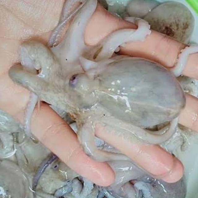 

BABY GURITA HIDUP PER EKOR