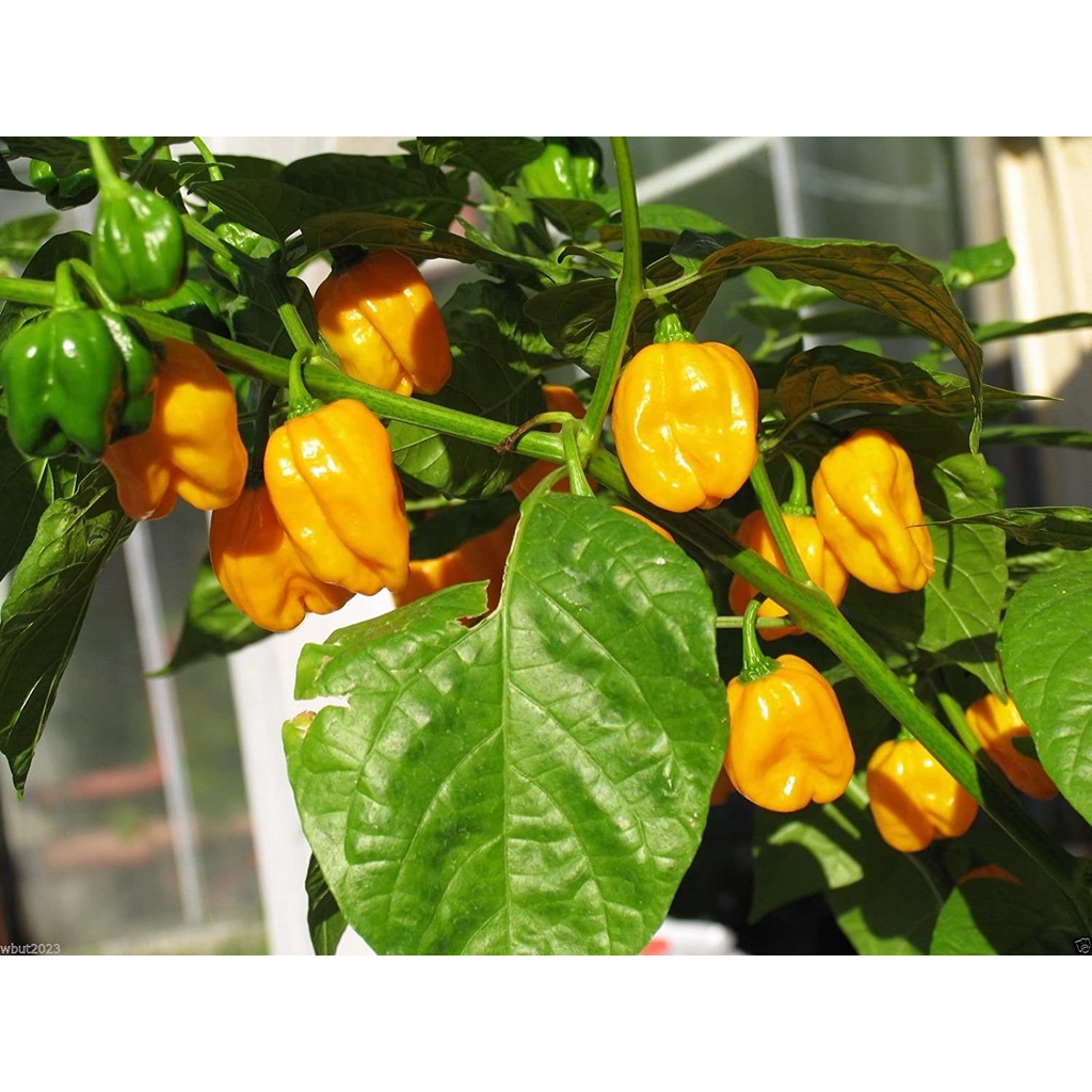 Benih Bibit Biji - Cabai Yellow Habanero Hot Lemon Cabe Habanero Kuning Pepper Seeds - IMPORT