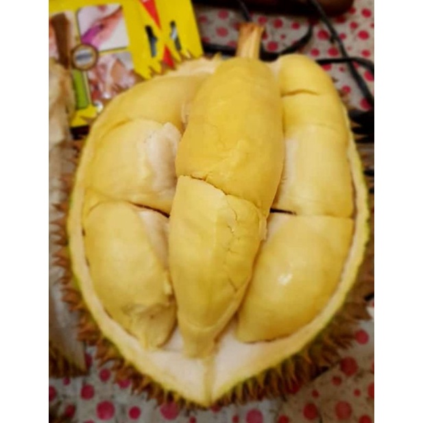 

Durian Utuh Kuning Manis Pahit Fresh