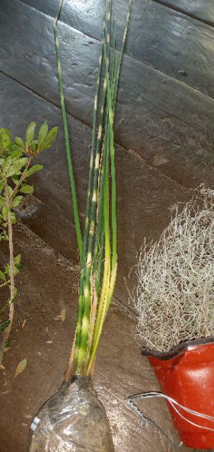 Tanaman Hias Bambu Air Variegata