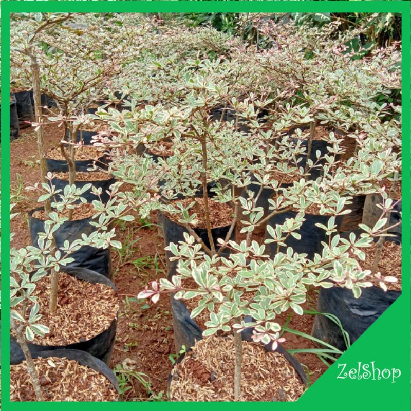 Ketapang Variegata / Pohon Ketapang Varigata