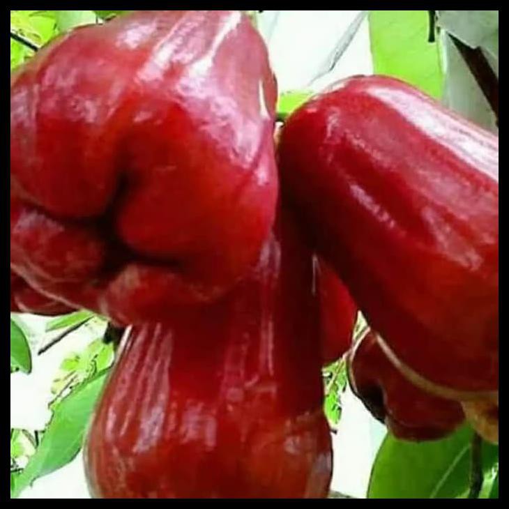 Jambu Madu Merah
