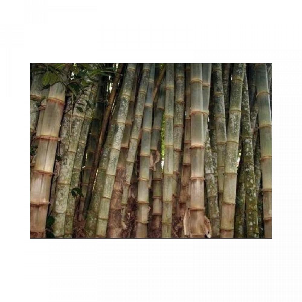 Harga Bambu Petung Per Batang Desain Rumah Idaman