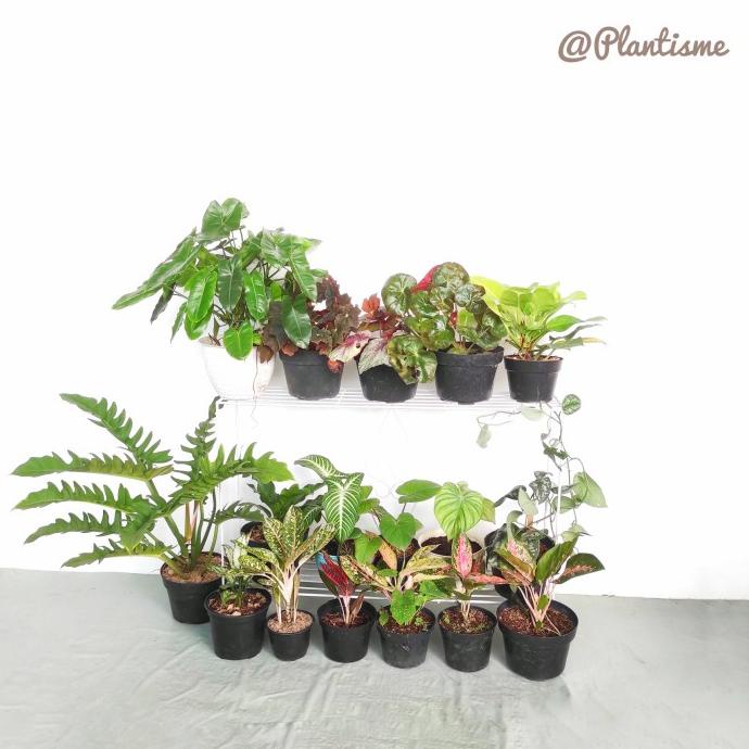 Rak - Rak Besi Tingkat Tangga Susun 1 Minimalist Pot Tanaman Hias