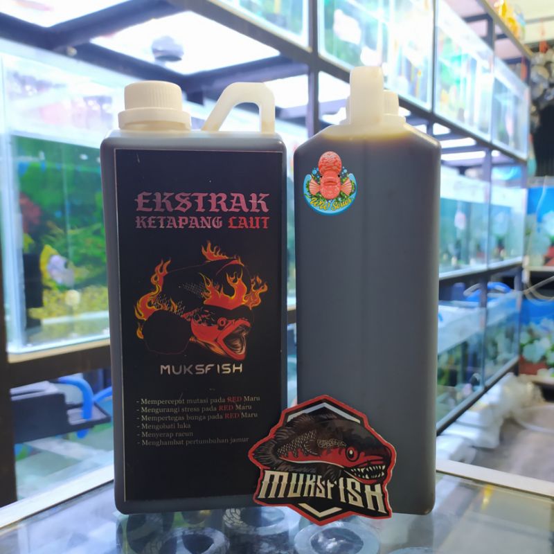 EKSTRAK KETAPANG LAUT SUPER PEKAT rahasia channa kontes MUKSFISH 1 liter KING OF RED - progress trea