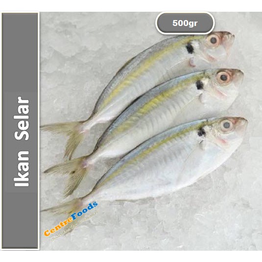 

Ikan Selar Fresh | Kuning [ Berat 0,5Kg / 500gr ]