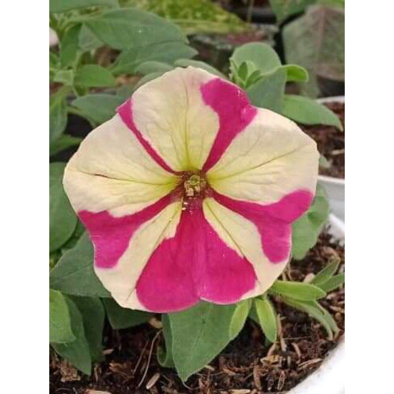 

petunia kuning merah