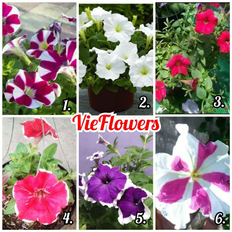 Tanaman hias - bibit Bunga Petunia