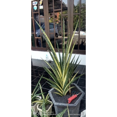 sansivera Cordova varigata