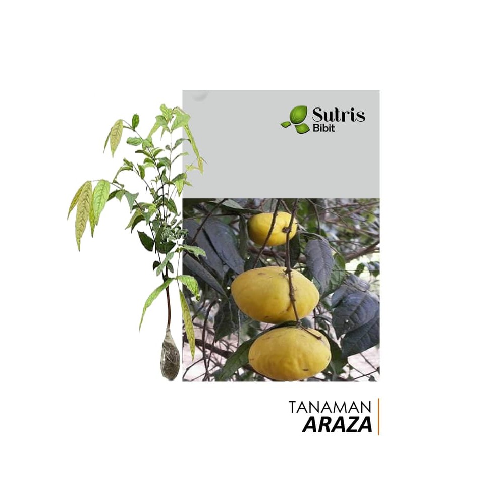 Bibit Tanaman Buah Araza