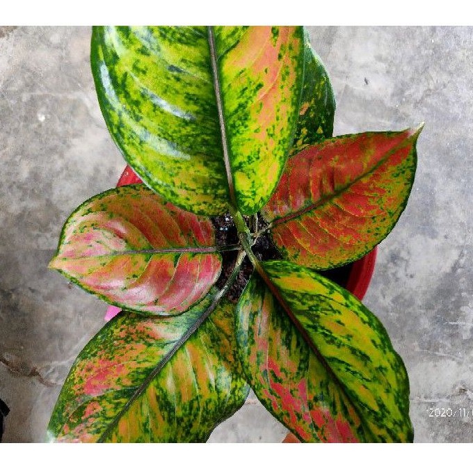 aglonema Hengheng , aglaonema Heng heng