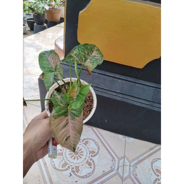 syngonium pink flacked