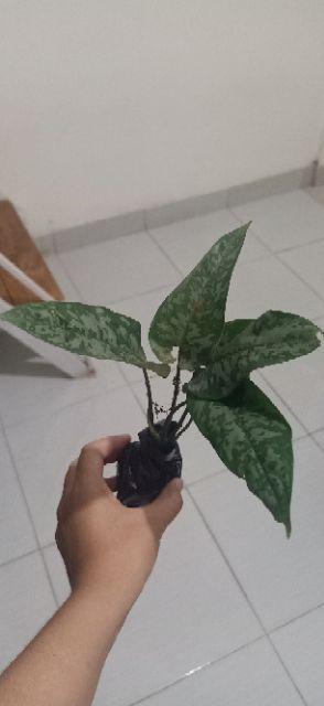 Homalomena Totol Putih