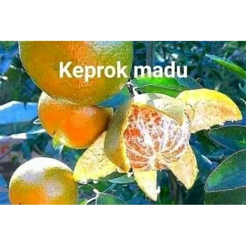 bibit jeruk keprok madu