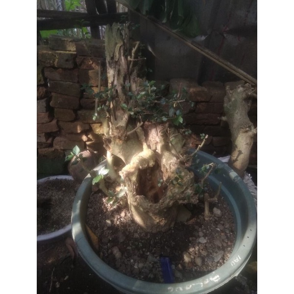 Bahan Bonsai Serut Berkarakter Bakalan Sahari UK XL