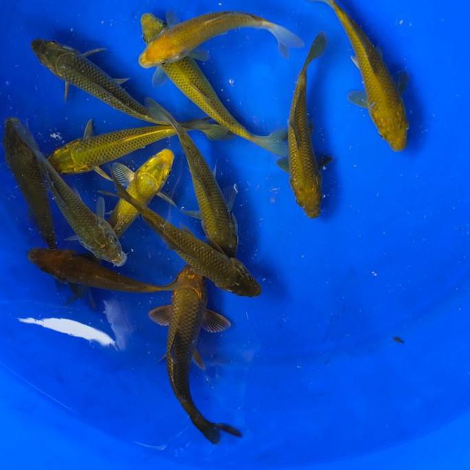 Ready Ikan Koi Blitar Chagoi Tembaga,Midori