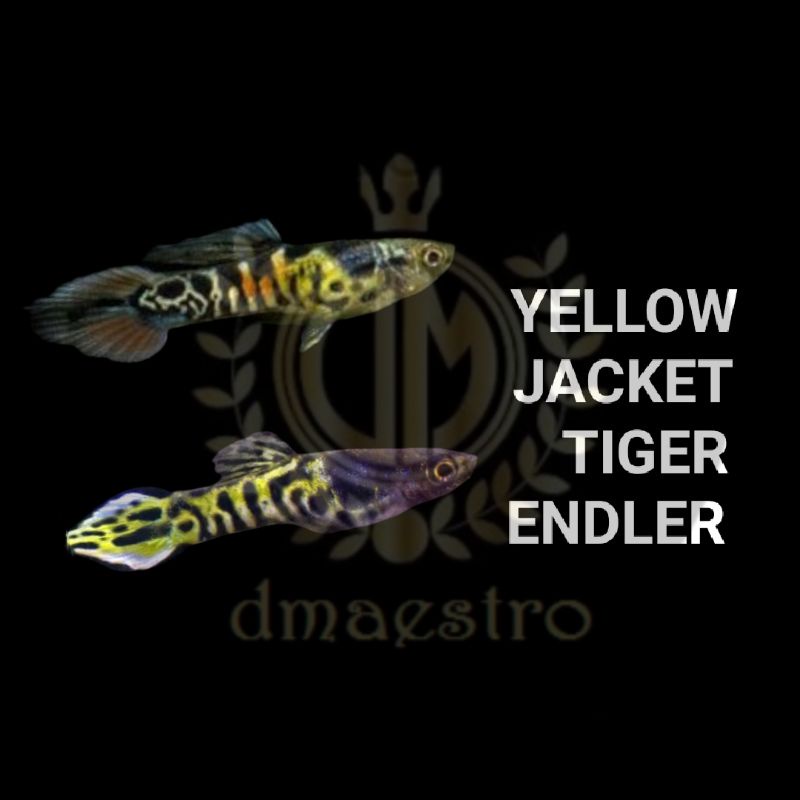 Jual Yellow Jacket Tiger Endler Indonesia Shopee Indonesia