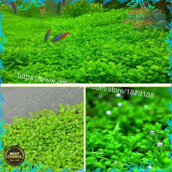 Bibit Rumput Air Dekorasi Aquarium Landscape Ornament - H0027 HBI11