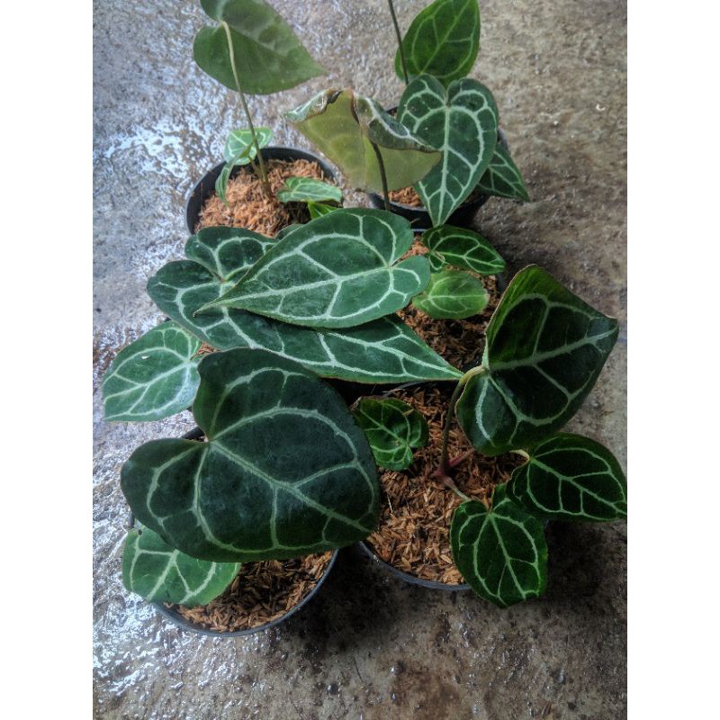 

ANTHURIUM KUPING GAJAH