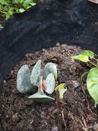 Tanaman Hias Sukulen/succulent Crasulla Arborescens