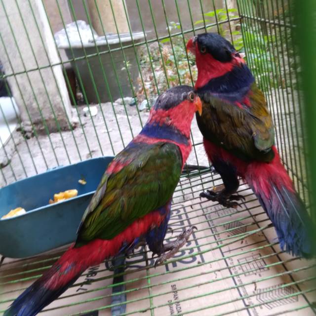 Harga Anakan Burung Nuri